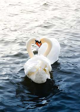 Two Swans in Love