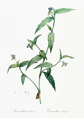 Commelina Botanical Illustration