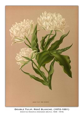 Double Tulip, Rosé Blanche