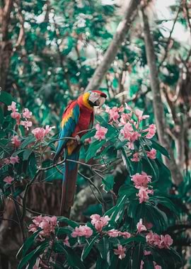 Scarlet Macaw in Bloom