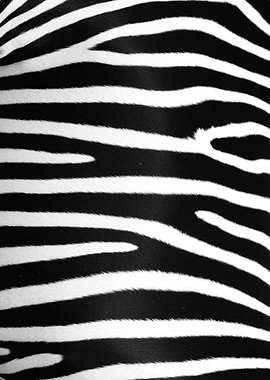 Zebra Skin Stripes Texture