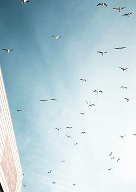 Seagulls in Flight