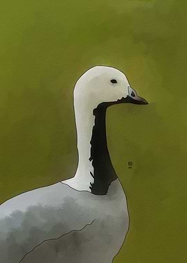 Emperor Goose Portrait
