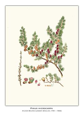Pinus Microcarpa Botanical Illustration