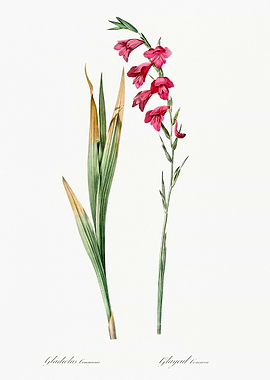 Gladiolus Flower Illustration
