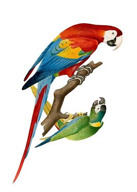 Two Parrots on a Branch