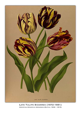 Late Tulips Bizzarres Botanical Illustration