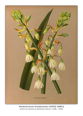 Hyacinthus Candicans Botanical Illustration