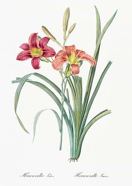 Hemerocallis Flower Illustration