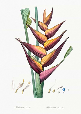 Heliconia Humilis Botanical Illustration