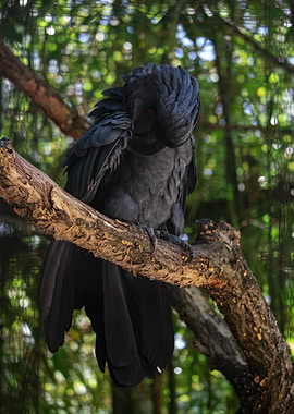 Black Cockatoo on Branch
