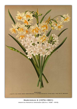 Vintage Narcissus Flower Illustration