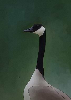 Canada Goose Portrait