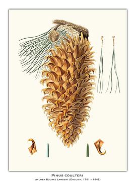 Pinus Coulteri Cone Illustration