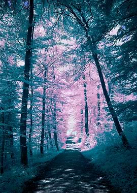 Pink and Blue Forest Path