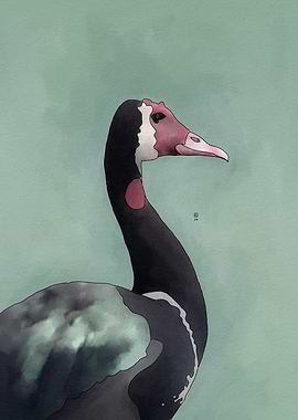 Spur-winged Goose Portrait