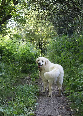 Golden Retriever in Forest