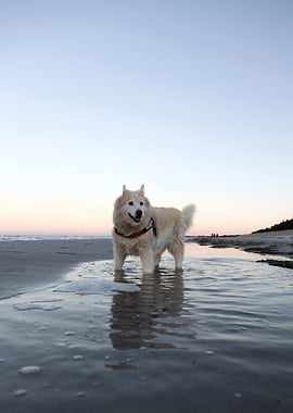 Dog on the Beach at Sunset