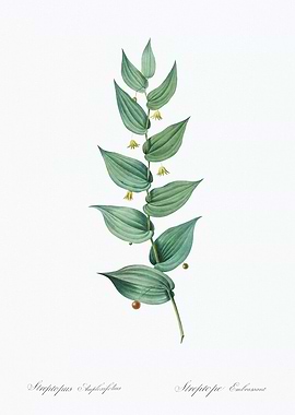 Streptopus Illustration