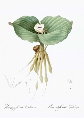 Kampferia Galanga Botanical Illustration
