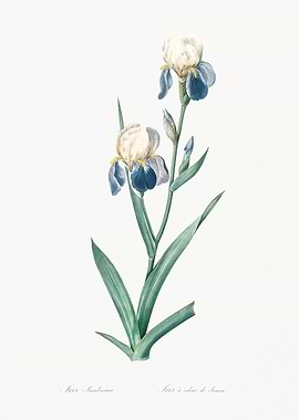 Iris Flower Illustration