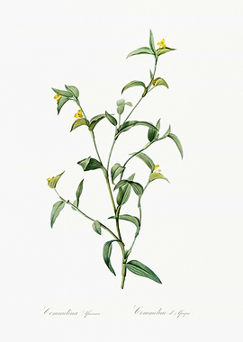 Commelina Plant Illustration