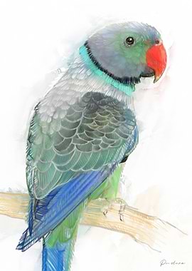 Indan Ringneck Parrot Watercolor