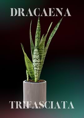 Dracaena Trifasciata Flowers and Plants