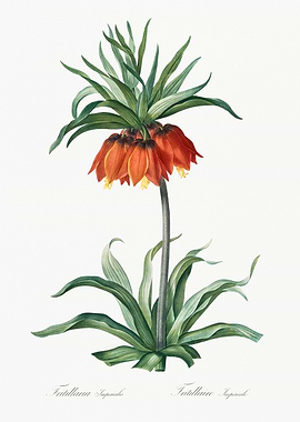 Imperial Fritillary Flower
