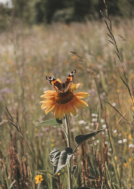Butterfly on Sunflower