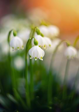 Snowdrops, White Spring Flowers