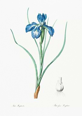 Blue Iris Botanical Illustration