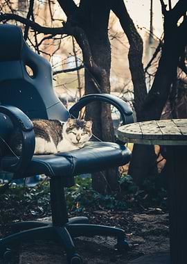 Cat Relaxing on Office Chair