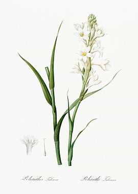 Polyanthes Tuberosa Flower Illustration