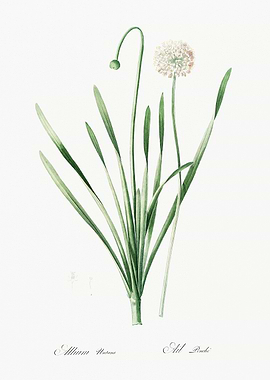 Botanical Illustration of Allium