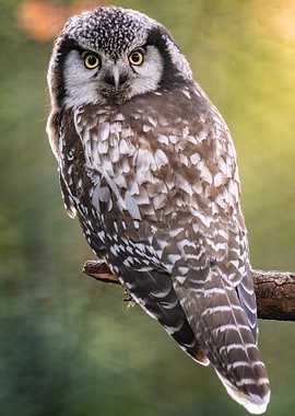 Northern Hawk Owl Portrait