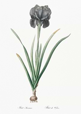 Black Iris Botanical Illustration