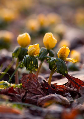 Yellow Flowers in Spring
