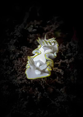 Glossodoris pallida on Black Sand