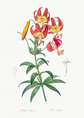 Lilium Superbum Illustration