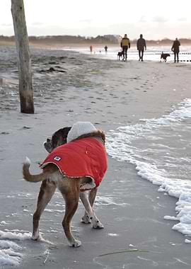 My Dog Marie in Red Coat on Beach