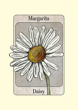 Daisy Illustration