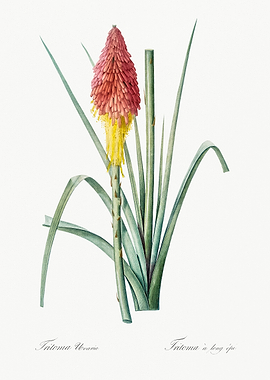 Tritoma Uvaria Flower Illustration