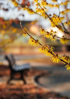 Witch Hazel Blooms