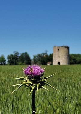 Bee on Thistle Flower