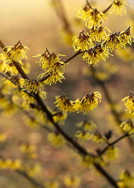 Witch Hazel Blooms