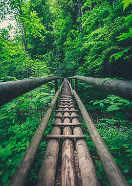 Wooden Bridge in Forest