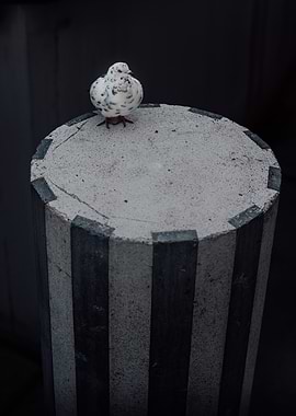 Black & White Dove on Black & White Striped Column