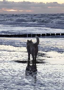Husky Dog Nini on the Beach