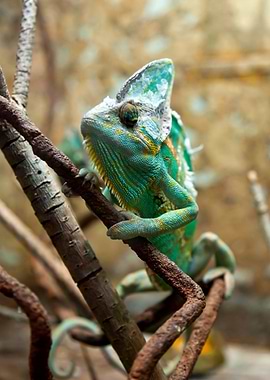 Chameleon on Branch